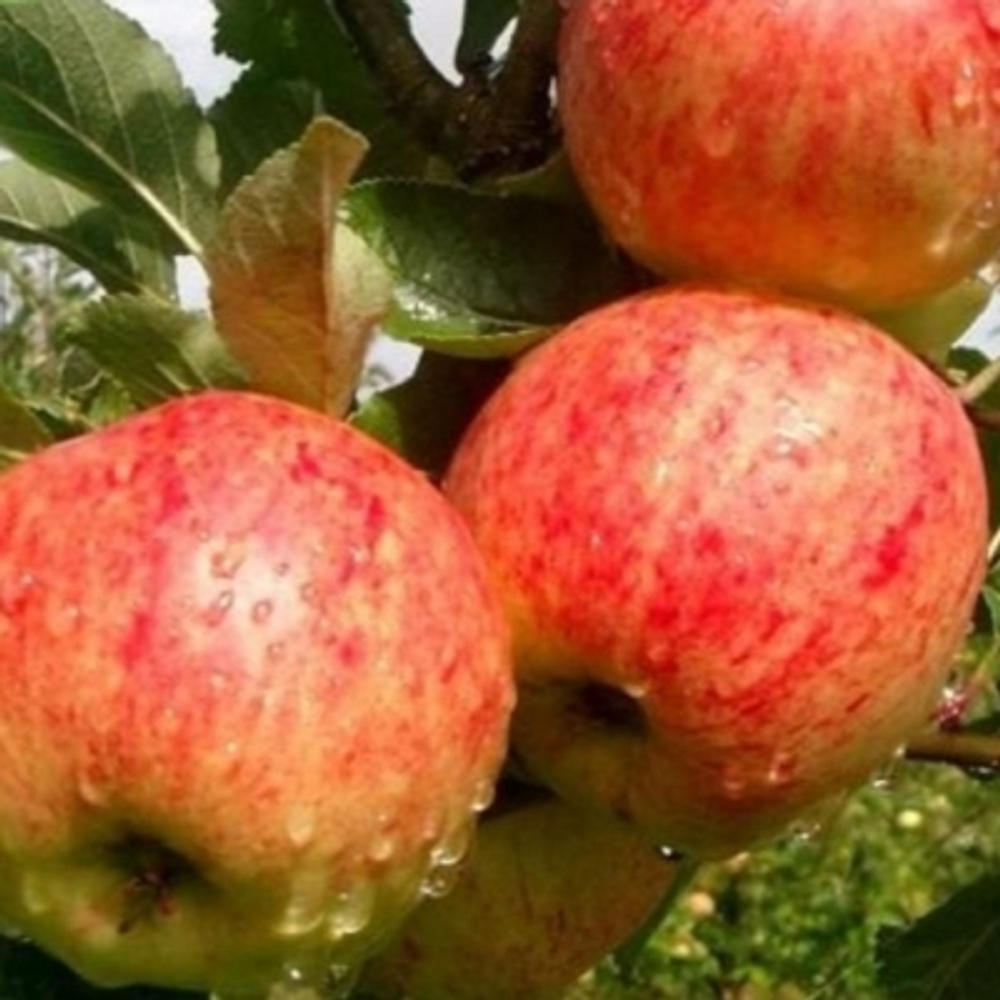 Яблоня осенняя Башкирский красавец (3-летняя) п/карл.подвой ЗКС