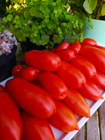 Гаспачо сорт томата