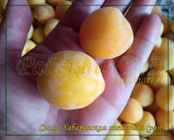 Слива Хабаровская янтарная