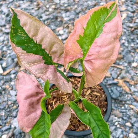 Сингониум PINK MOSAIC LAVA