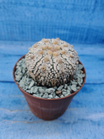 Astrophytum Asterias "Super Kabuto" (Астрофитум)