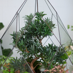 Готовый флорариум бонсай Подокарпус Фаберже