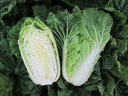 Капуста пекинская Капелла F1 10шт Мировые Семена VITA GREEN