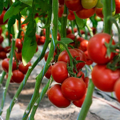 Барибине F1 семена томата индетерминантного (Syngenta / Сингента)