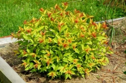 Спирея японская Голдфлейм С3 Закупка М60 июнь 2026