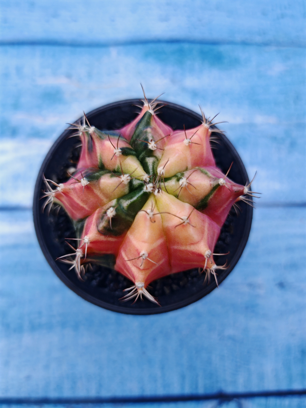 Gymnocalycium Variegata (Гимнокалициум Вариегатный)