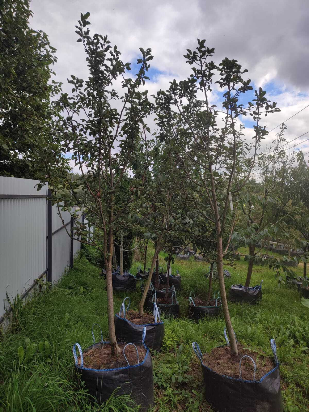 Яблоня Конфетное