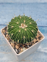 Echinofossulocactus Multicostatus (Эхинофоссулокактус)