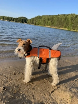 Спасательный жилет для собак и всех животных