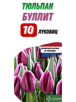 Тюльпан Луковица, Буллит, 10шт