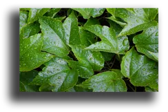 Постер "Капельки росы"