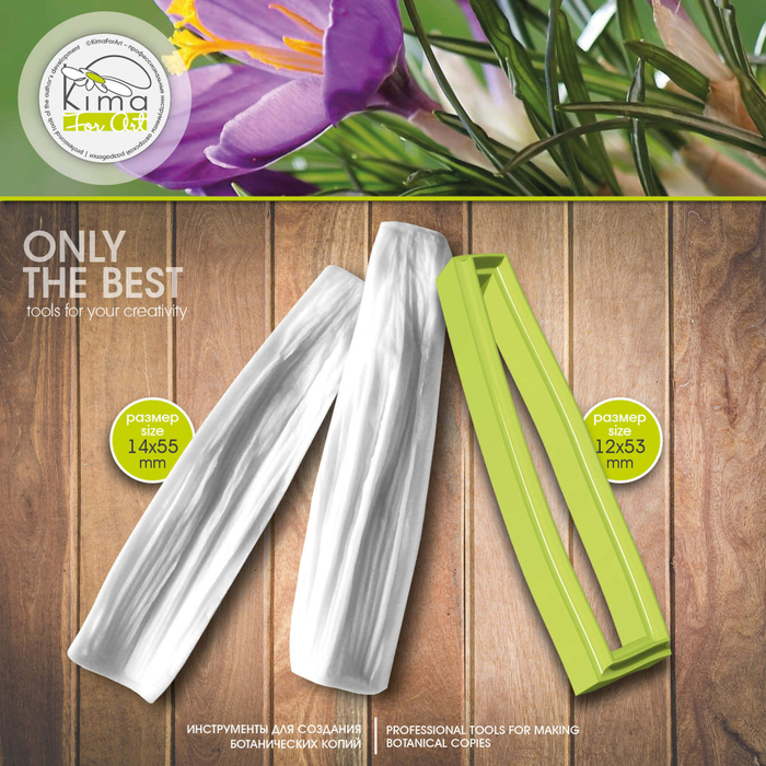 Крокус чешуйка прямоугольная