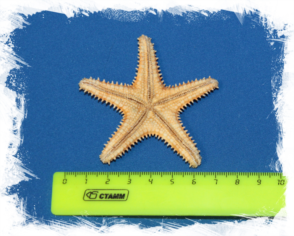 Морская звезда Шерифа 6 - 7 см