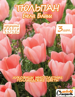 Тюльпан луковичные цветы, бела блаш 3 шт, разбор 12+