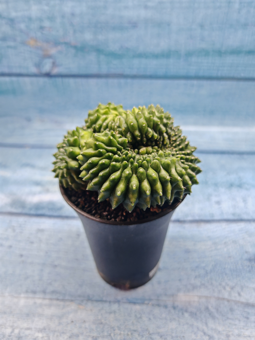 Gymnocalycium Spineless Crested form (Гимнокалициум Кристатный)