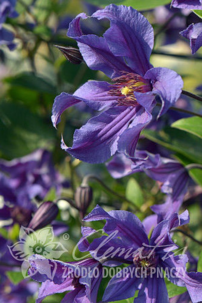 Клематис цельнолистный Сизая Птица Закупка М33 апрель 2026 Клематис цельнолистный Сизая Птица Закупка М33 апрель 2026