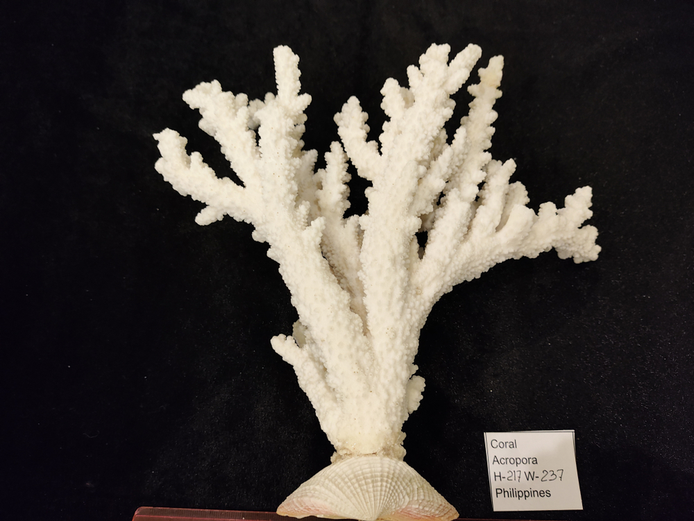 Коралл белый "Акропора""230-235мм" на Фимбрии