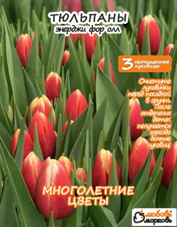 Тюльпан Луковица, Энерджи Фор Ол, 3+шт