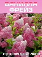 Ванилла Фрейз гортензия метельчатая