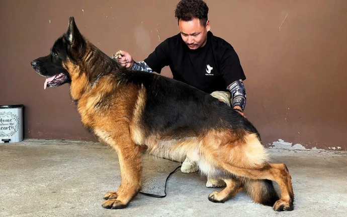 Отец:  XSARI VOM KAPELLENBERG