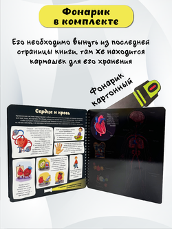 Книжка с фонариком "Как устроено твое тело"