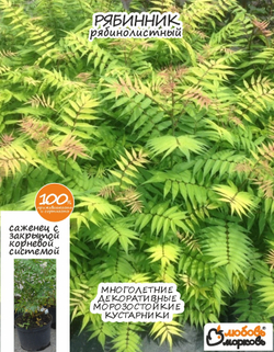 Саженец, Рябинник, 1шт