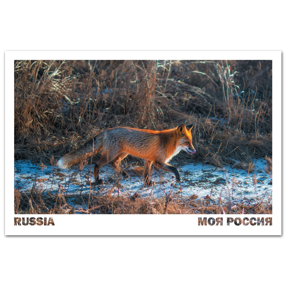 Лиса на острове Русский, Владивосток