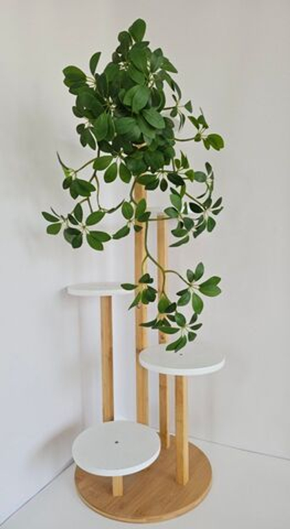 Шеффлера 1+1 / Арт 4240