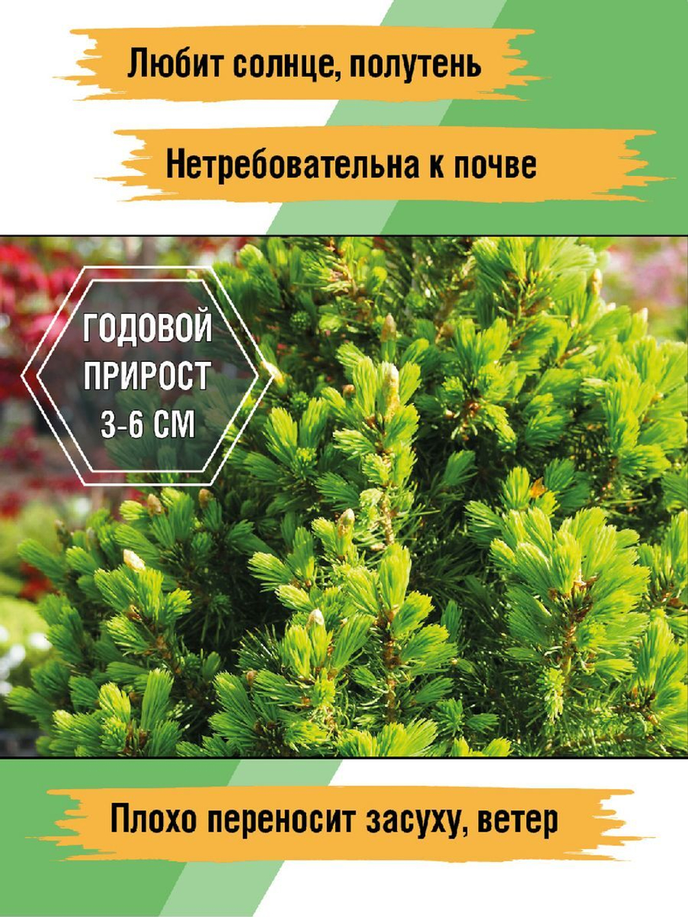 Ель канадская Коника