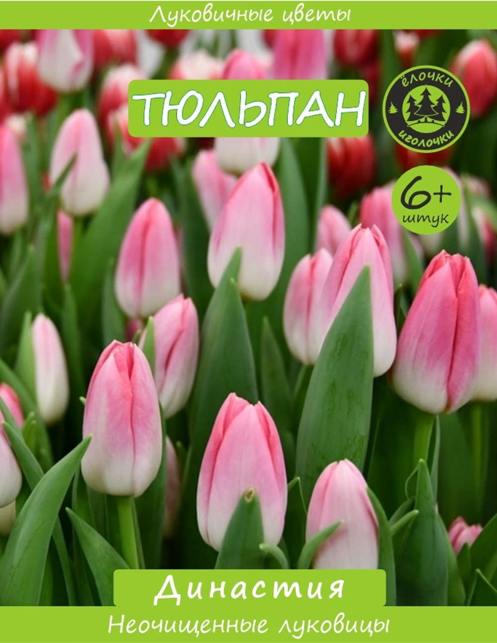 Тюльпан Луковица, Династия 6+ шт