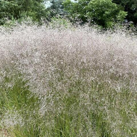 Луговик дернистый (Щучка) "Bronzeschleier". Deschampsia cespitosa "Bronzeschleier".