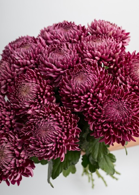 Букет их хризантемы Бигуди XL #1