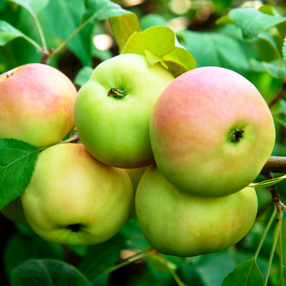 Яблоня Комерсант летняя