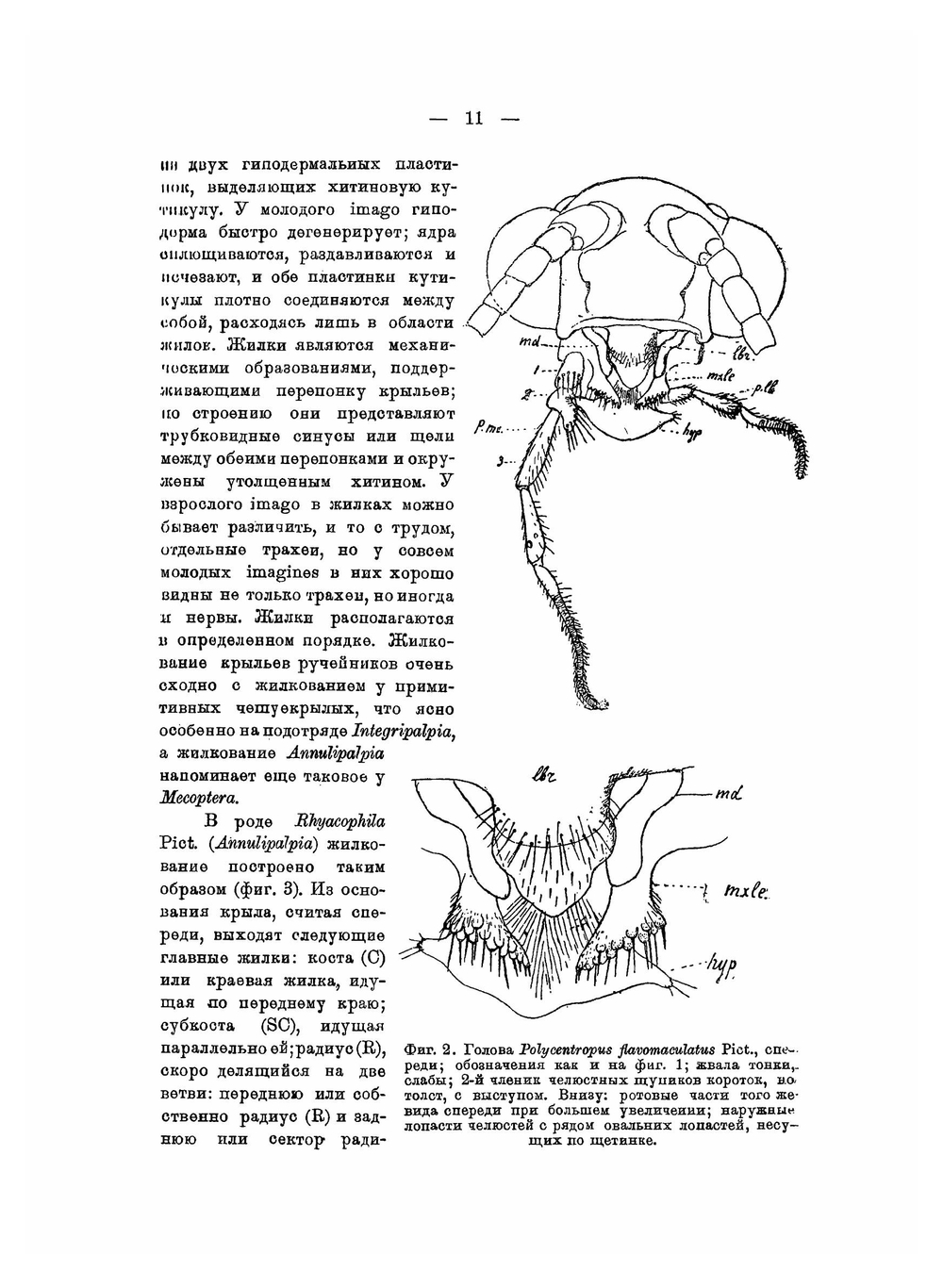 Определители по фауне СССР. Том 13. Ручейники Trichoptera Annulipalpia. Часть 1. | А. Мартынов