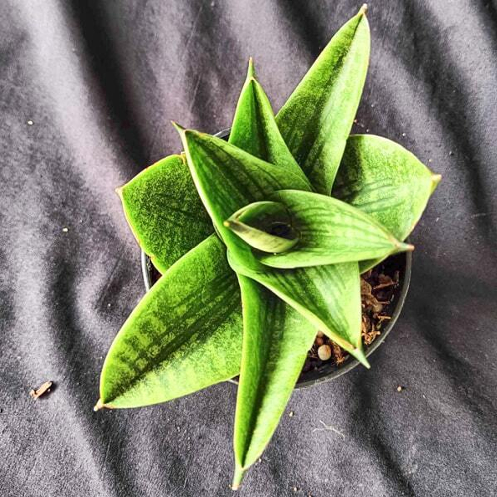 Сансевиерия VEERA