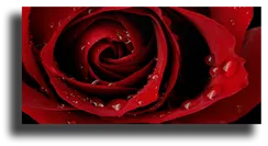 Постер "Роза"