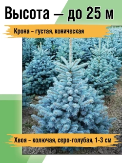 Саженец Ель колючая (голубая)