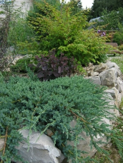 Можжевельник чешуйчатый Холгер Р9 Закупка М62 апрель-май 2026