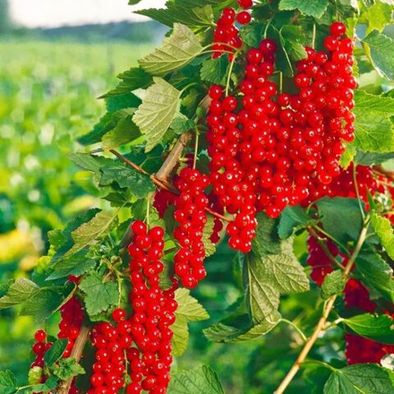 Смородина Ровада красная