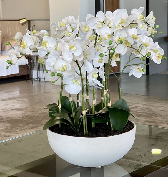 🌸 Орхидея Фаленопсис — королева подоконников 🌸 Орхидея Фаленопсис — королева подоконников
