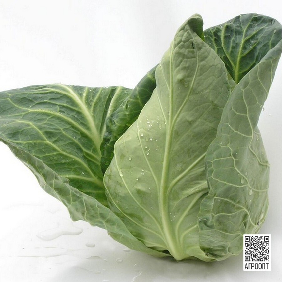 Сонсма F1 семена капусты белокочанной (Rijk Zwaan/ALEXAGRO) культура – фото 5