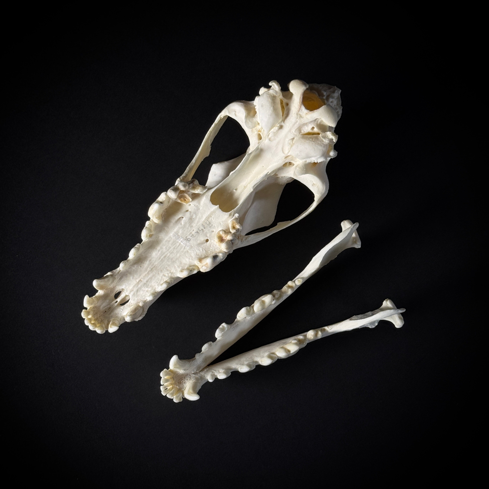 Череп собаки