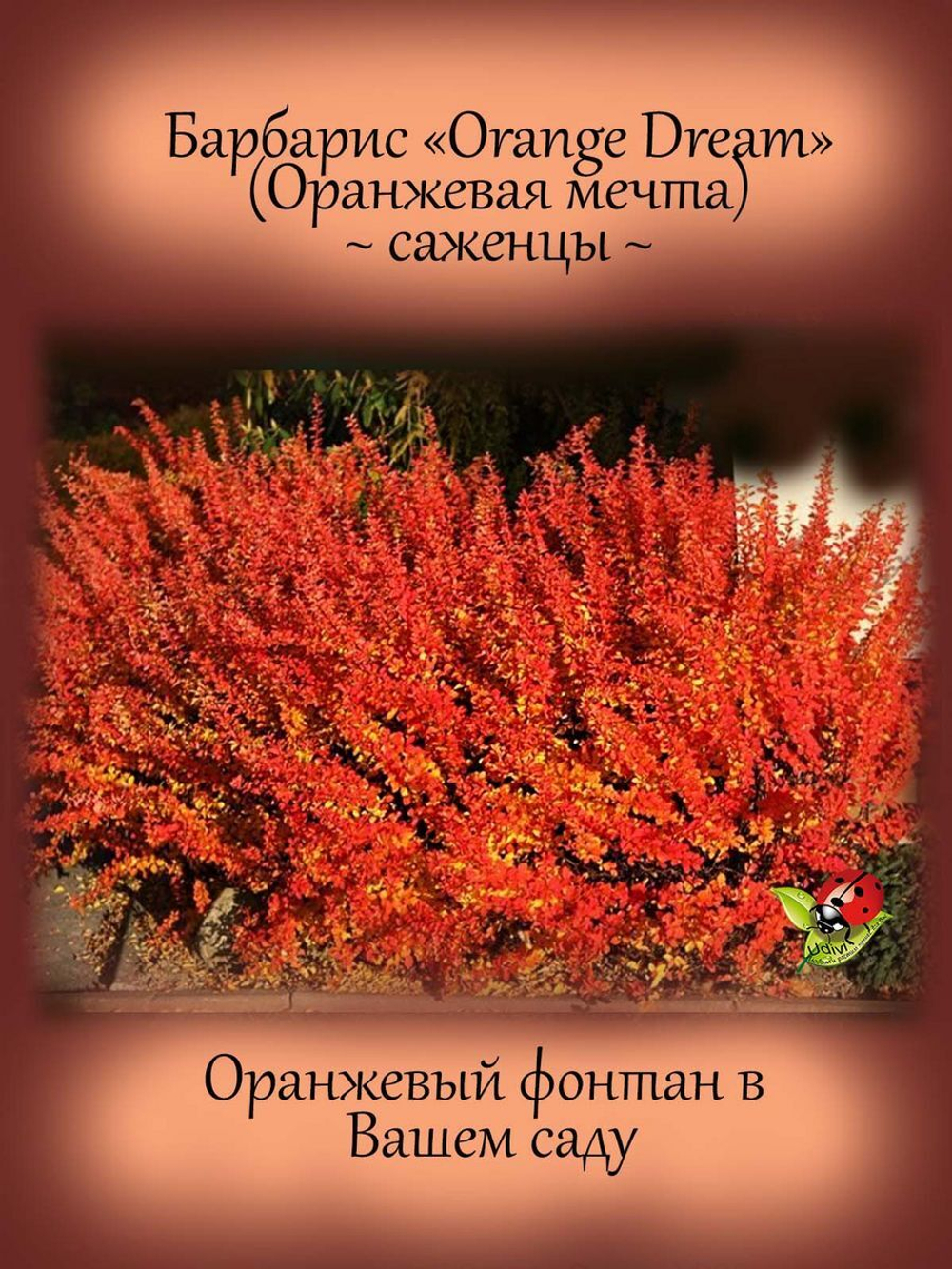Барбарис Оранж Дрим Оранжевая мечта