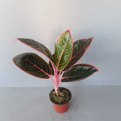 Аглаонема Сиам Пинк