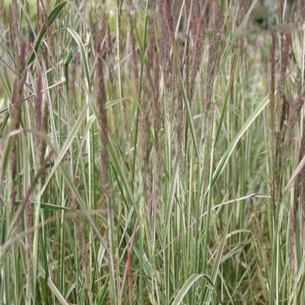 Вейник остроцветковый "Overdam". Calamagrostis x acutiflora "Overdam".