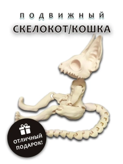 Скелет Кошки