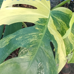 Монстера BORSIGIANA AUREA (В12)