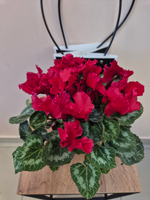 Цикламен Персидский в ассортименте