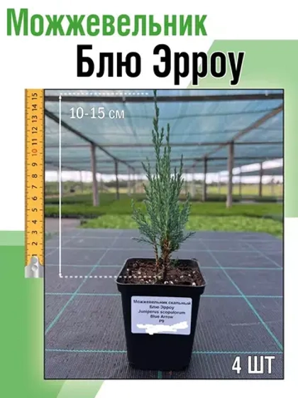 Саженец хвойных Можжевельник Блю эрроу 4 шт