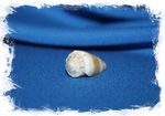 Морская раковина Conus muriculatus, Conus sugillatus